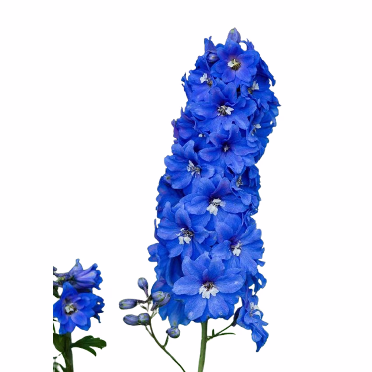 Delphinium Aurora Blue