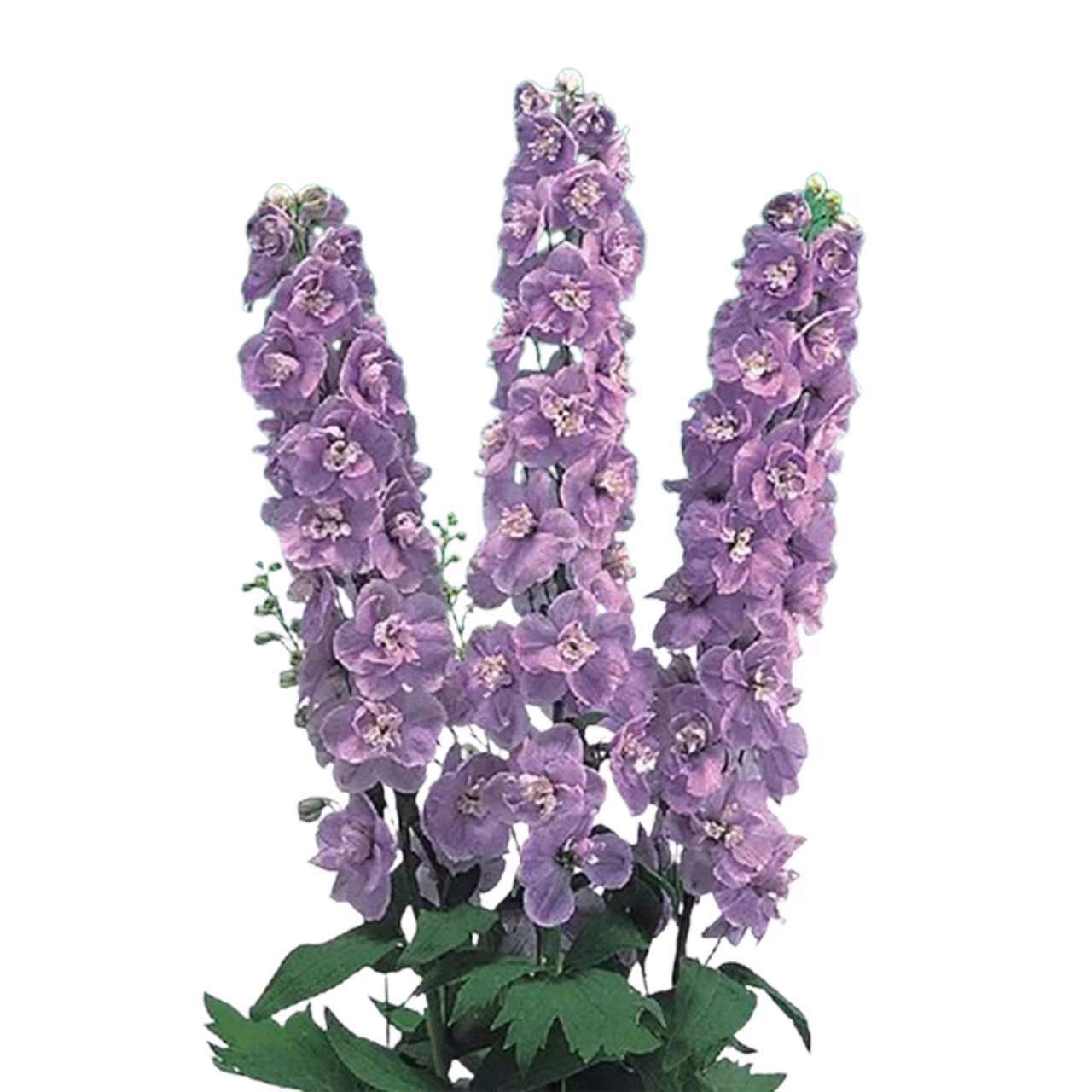 Delphinium Aurora Lavender