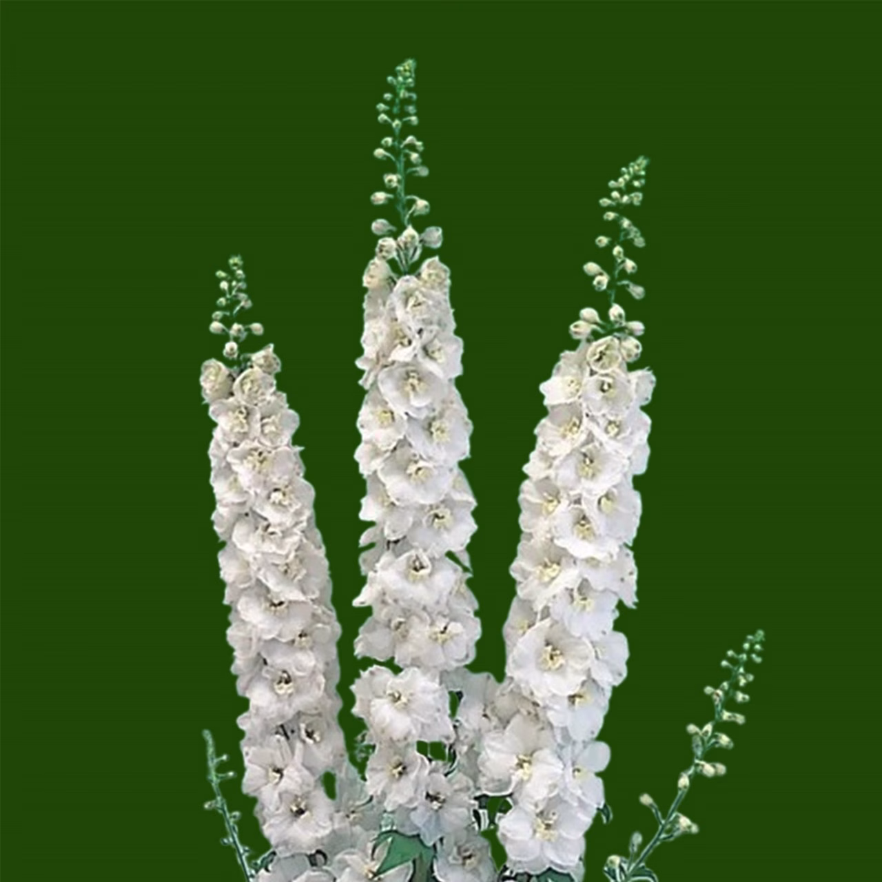 Delphinium Aurora White