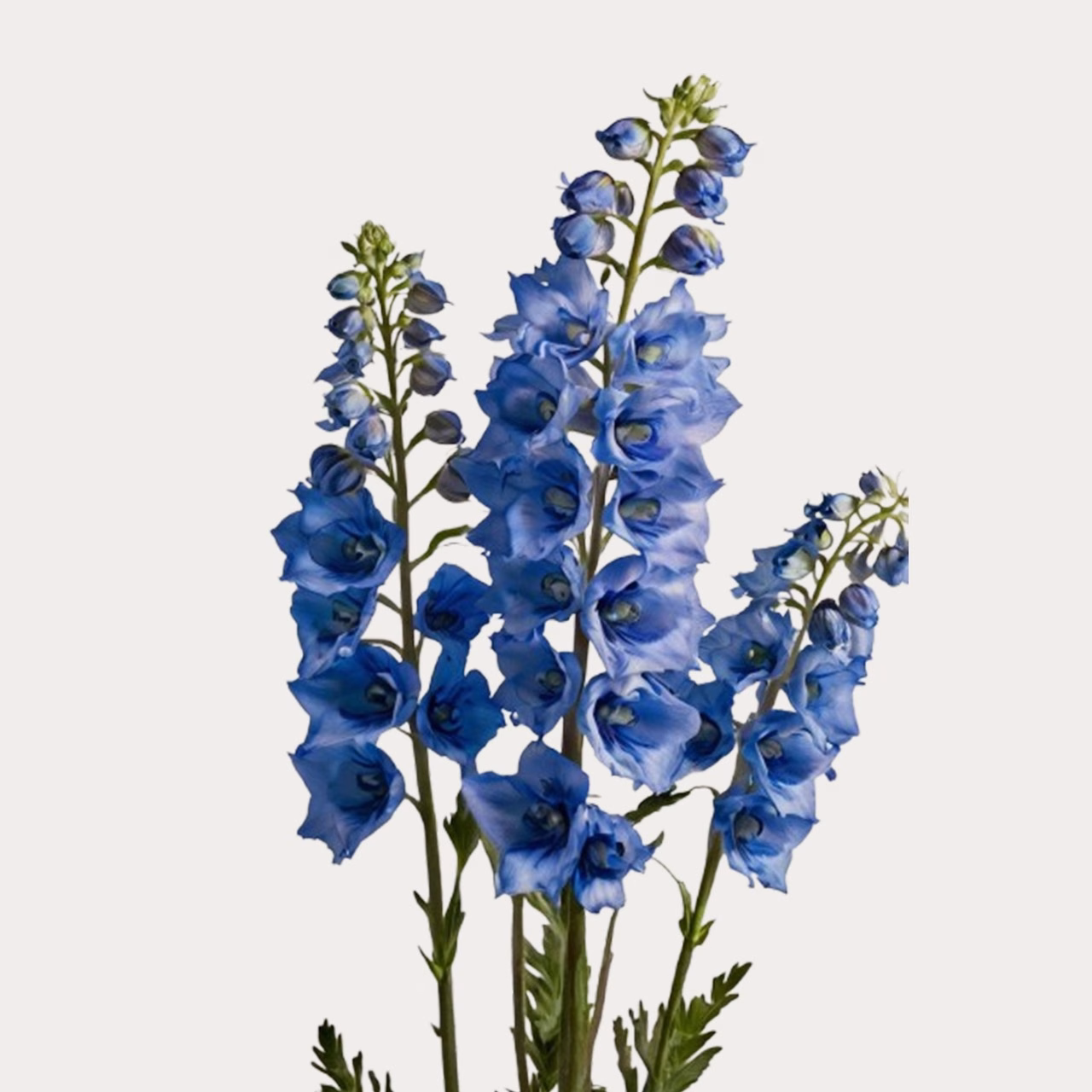 Delphinium Belladonna