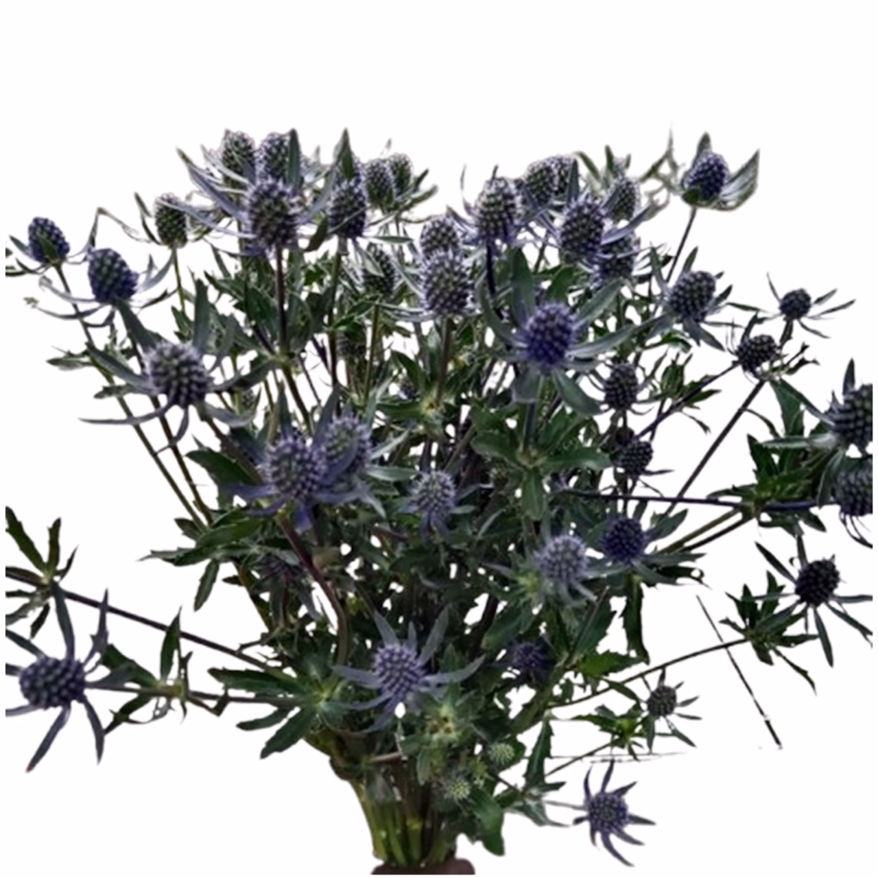 Eryngium Blue Glitter