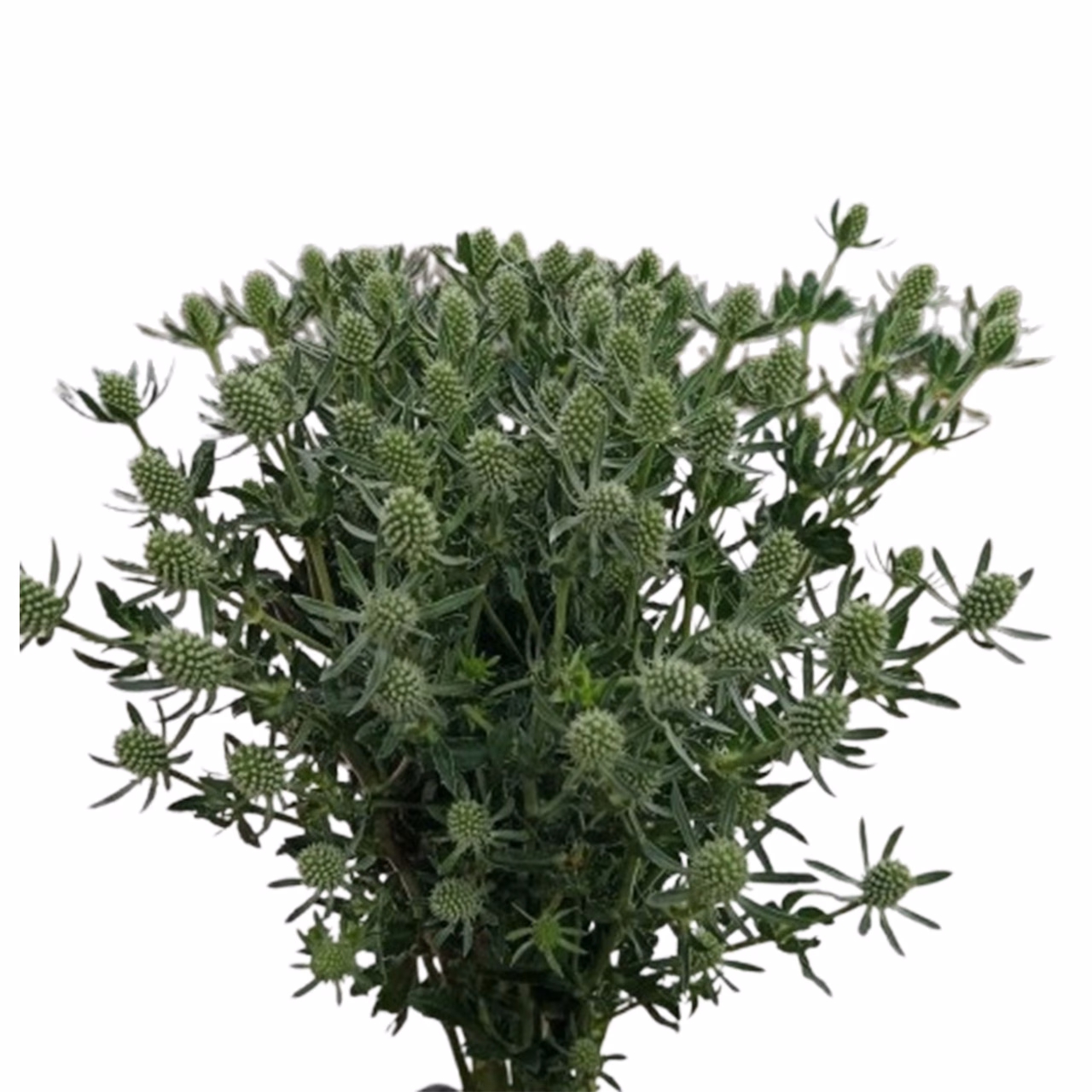 Eryngium White Glitter