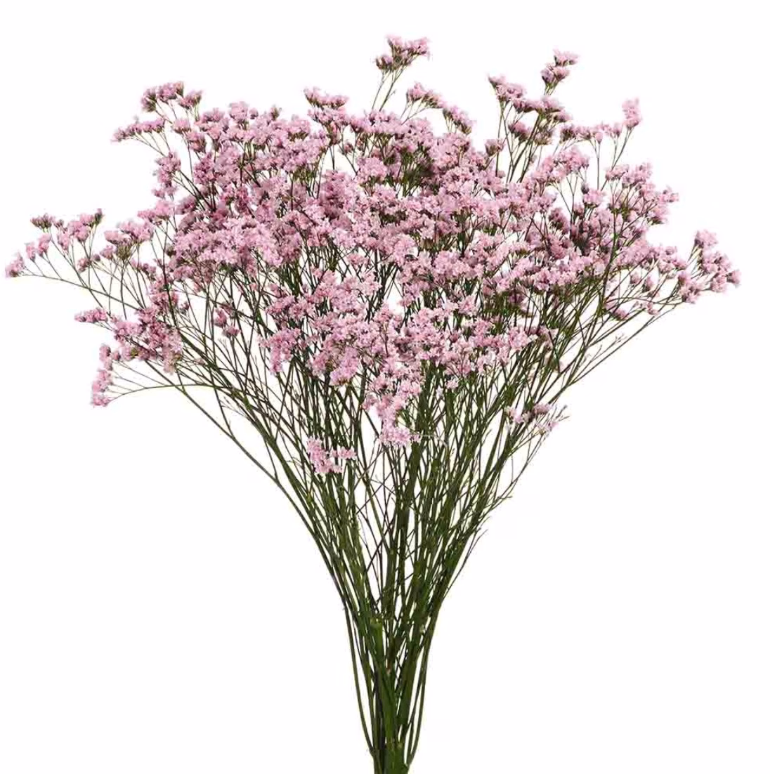 Limonium Florida Pink