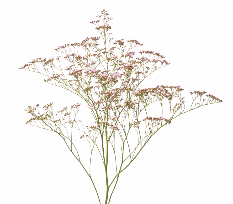 Limonium Oshi Pink