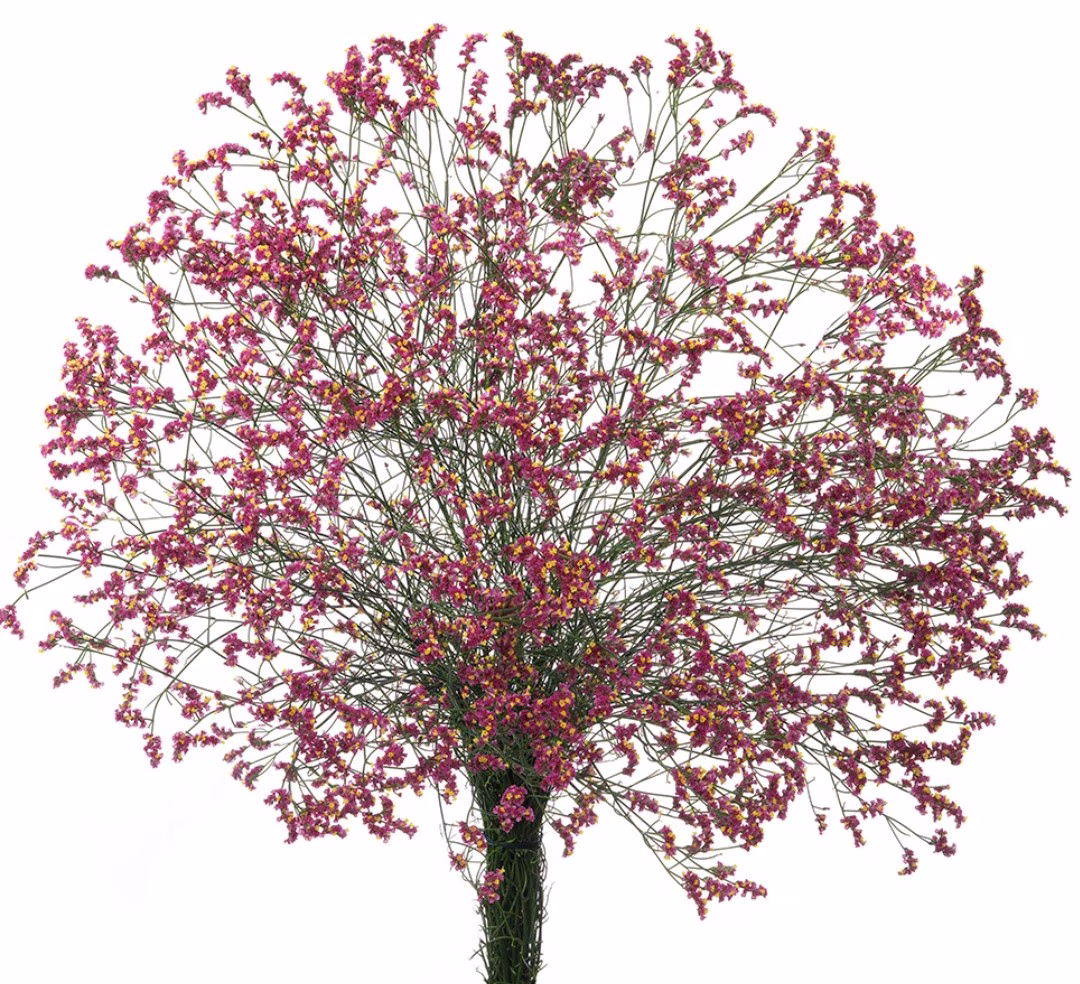 Limonium Scarlet Diamond Red