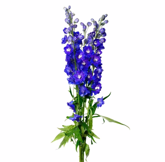 deliphinium-bluestar-high-5c5fl6