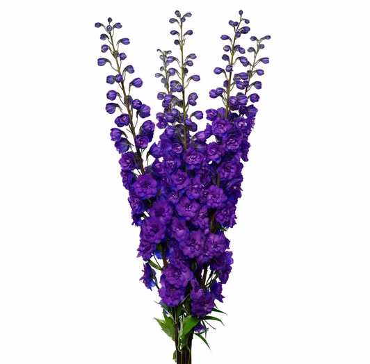 deliphinium-christel-high
