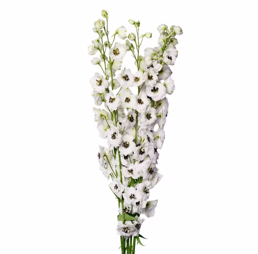 deliphinium-rocket-high-r4b0be