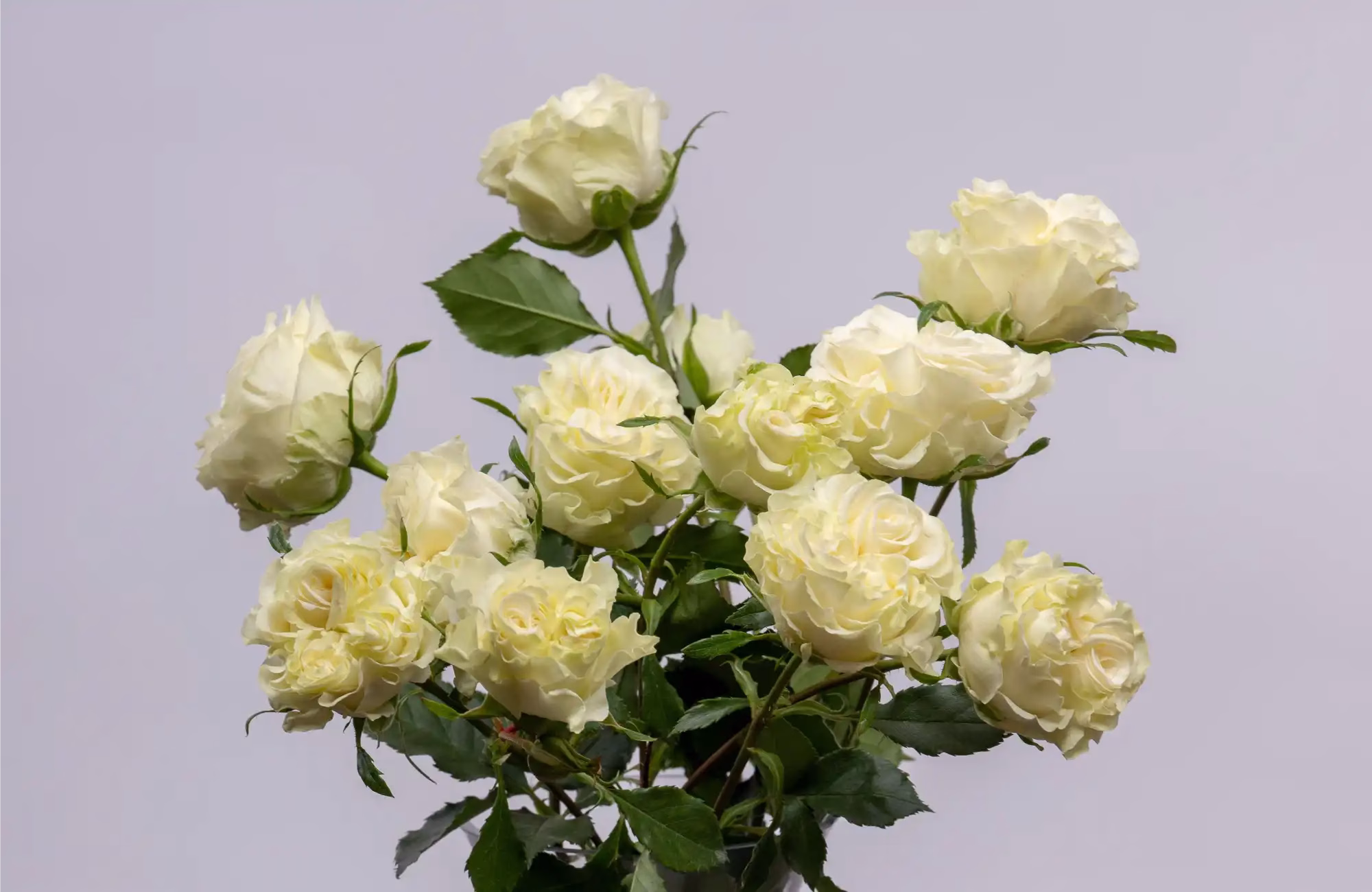 ice flow samora flowers (4)