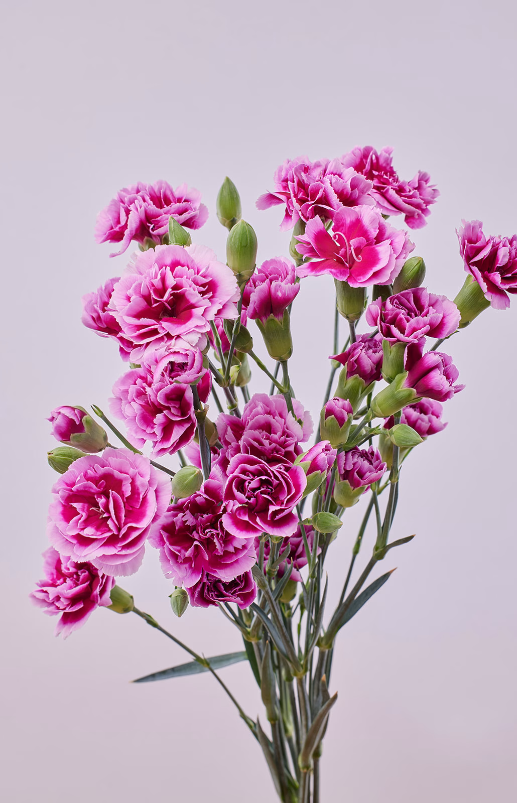 spray carnations (3)